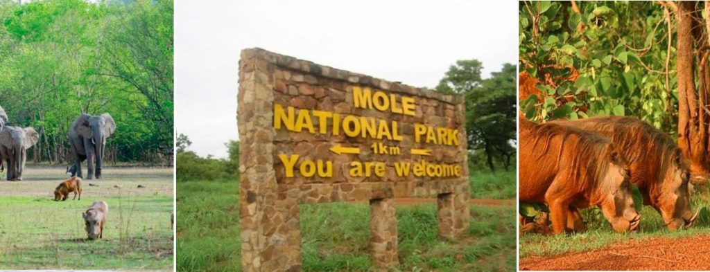 elephant, lion and a sign board showing Mole national park